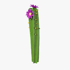 3D cartoon cactus