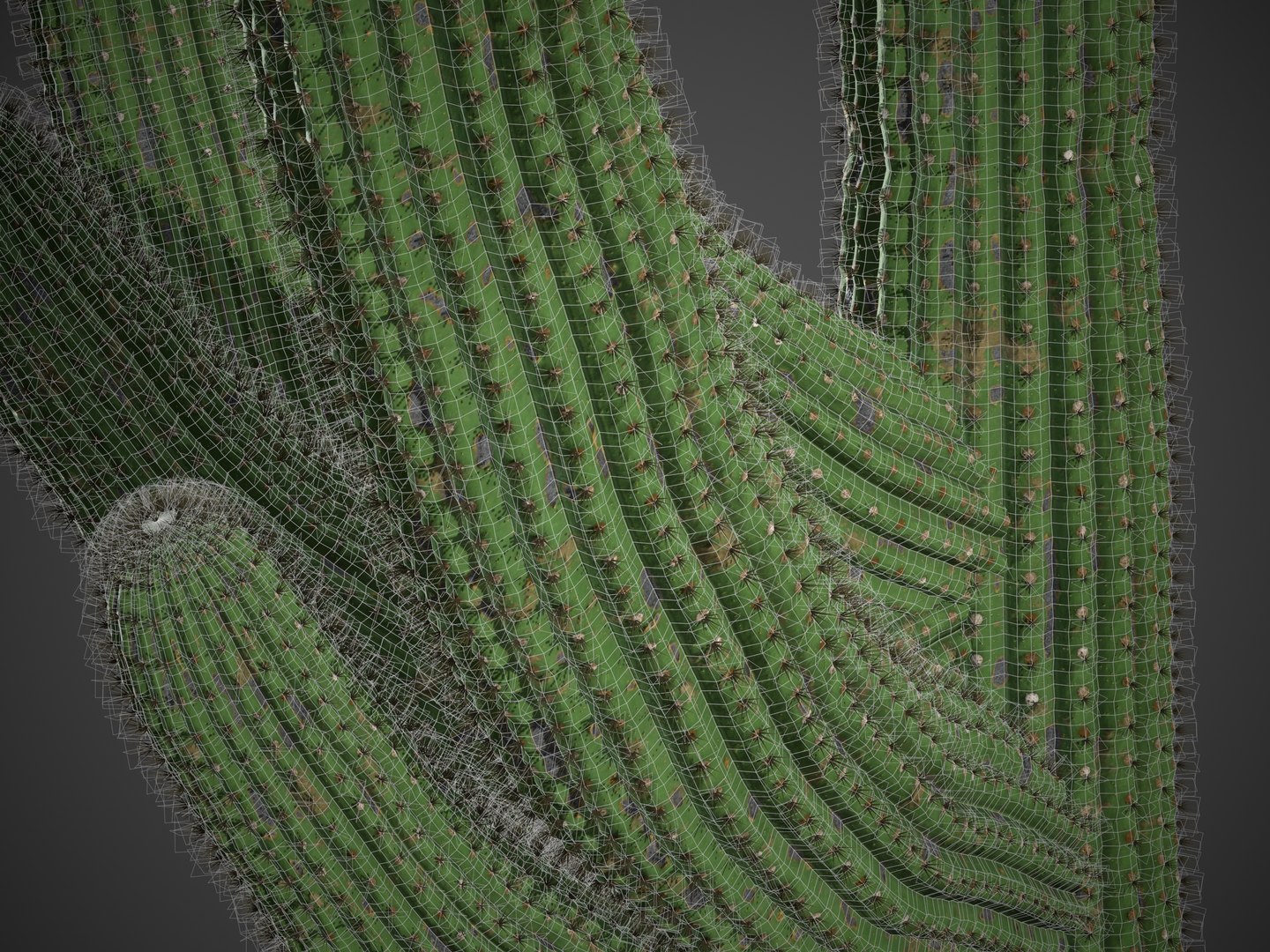 5 Graines De Cactus Géant Saguaro (Carnegia Gigantea) - Portal Cool Cactus
