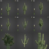 2021 PBR Giant Saguaro Collection - Carnegia Gigantea