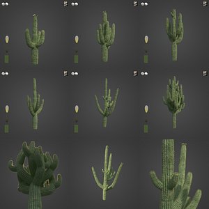 2021 PBR Giant Saguaro Collection - Carnegia Gigantea
