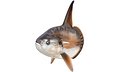 Sunfish MolaMola