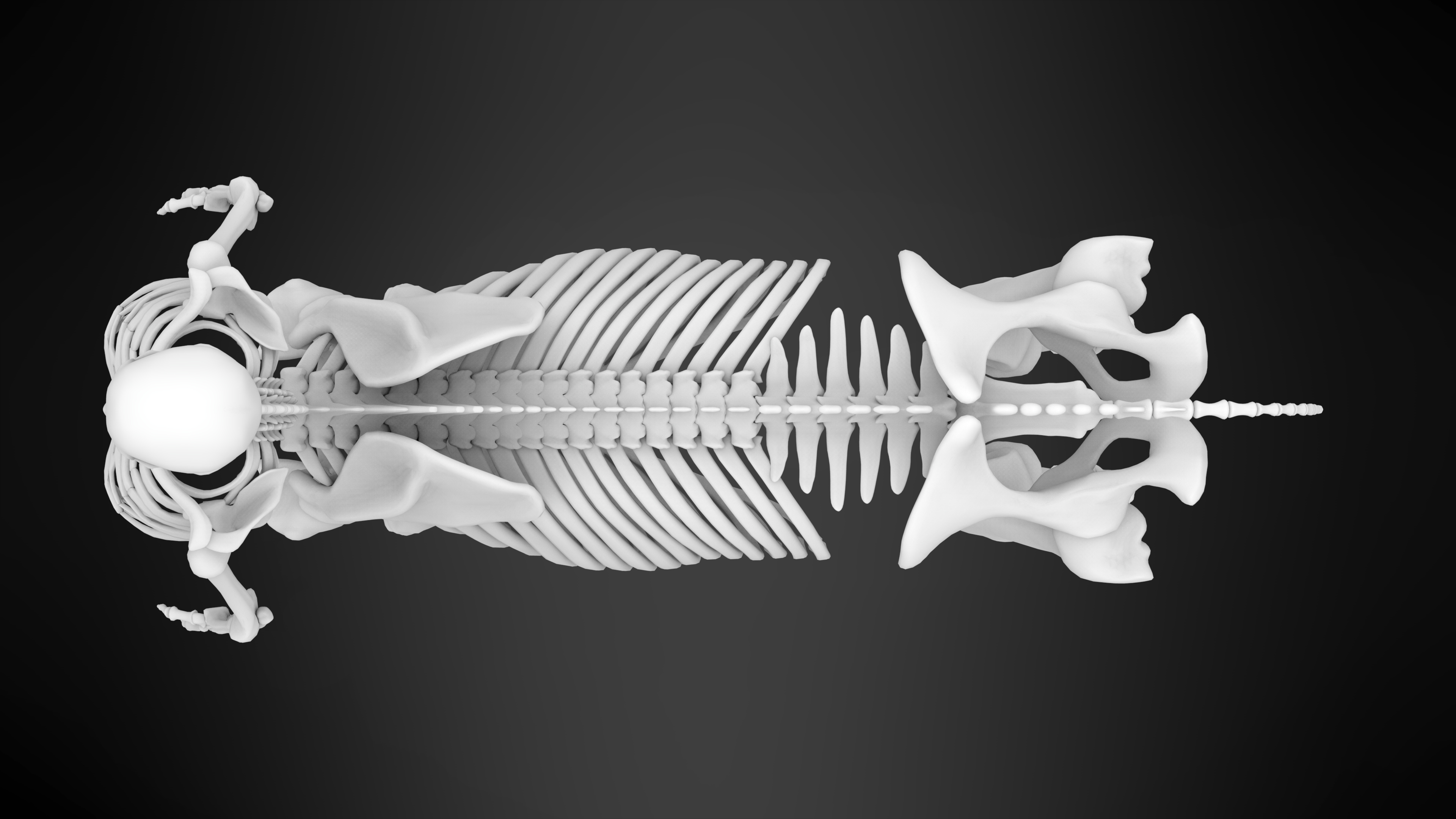 modelo 3d Esqueleto de centauro - TurboSquid 1525995