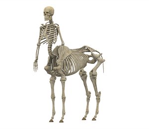 3D centaur skeleton