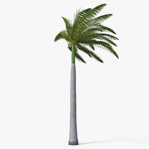 Palm Royal 04-3 with Strong Wind