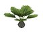 Small palm tree