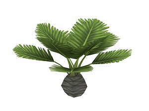 Small palm tree