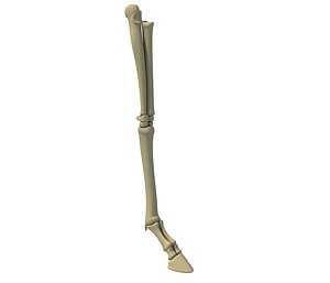 3D animal femur bones
