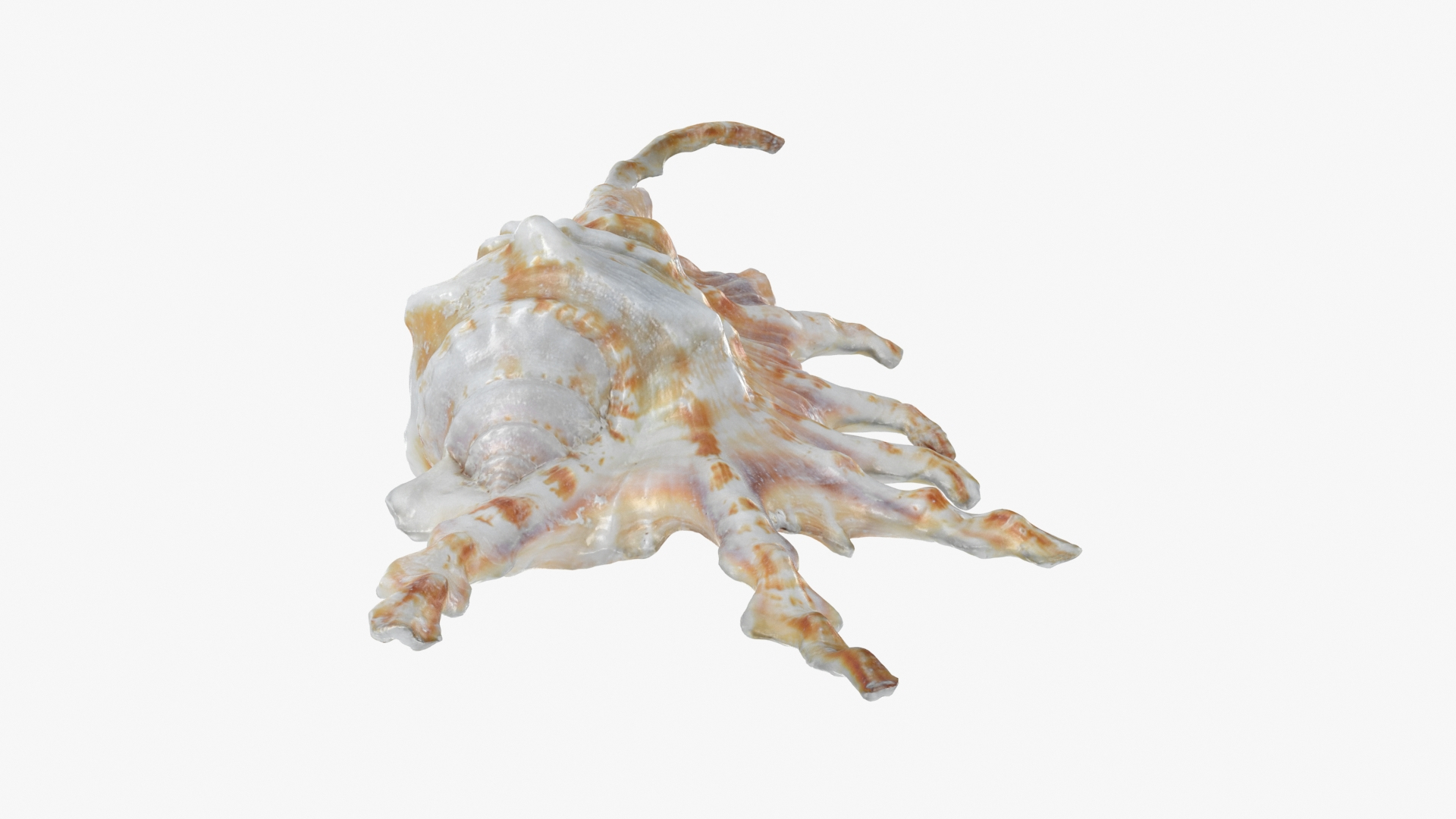 Lambis Collection model https://p.turbosquid.com/ts-thumb/Zd/XAqnLw/W6/scorpionconch/jpg/1698860643/1920x1080/turn_fit_q99/a7ad1822c565a4d4e388ee8451cc93e3929afdf8/scorpionconch-1.jpg