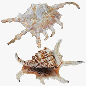 Lambis Collection model