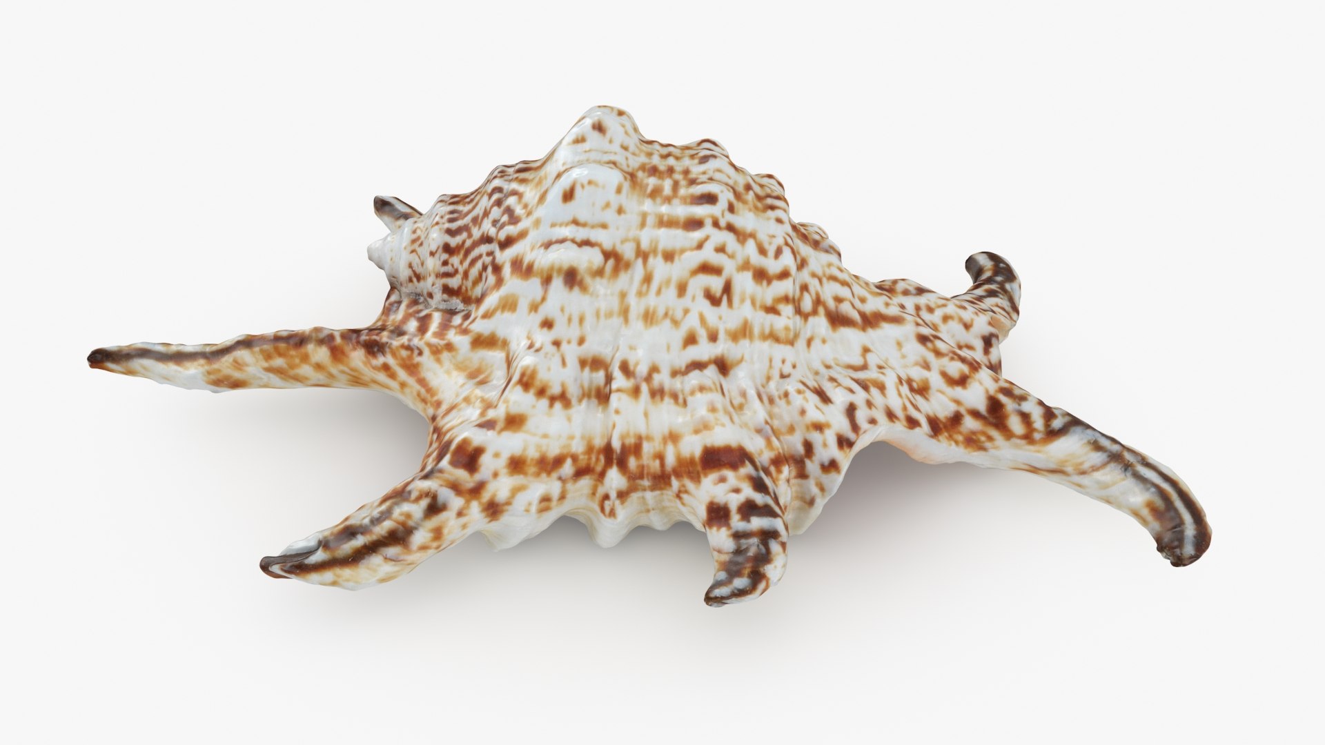 Lambis Collection model https://p.turbosquid.com/ts-thumb/Zd/XAqnLw/ob/harpagoarthriticus_b0000/jpg/1713763390/1920x1080/fit_q87/2582b56553ffd2b0016e2721092b3d8971b3e00f/harpagoarthriticus_b0000.jpg