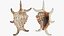 Lambis Collection