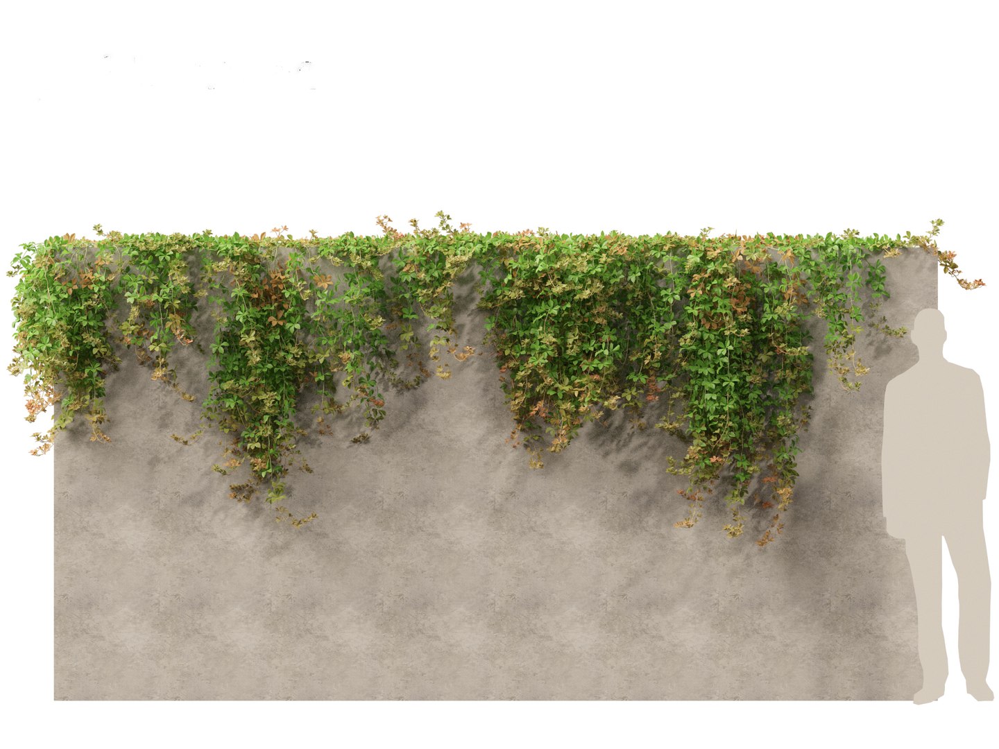 Parthenocissus Sikkimensis - Sikkim 01 3D https://p.turbosquid.com/ts-thumb/Zd/XJ8Msn/R1/parthenocissussikkimensis017/jpg/1690350708/1920x1080/fit_q87/841d6c803b75478533530474040b3fbd8698c126/parthenocissussikkimensis017.jpg