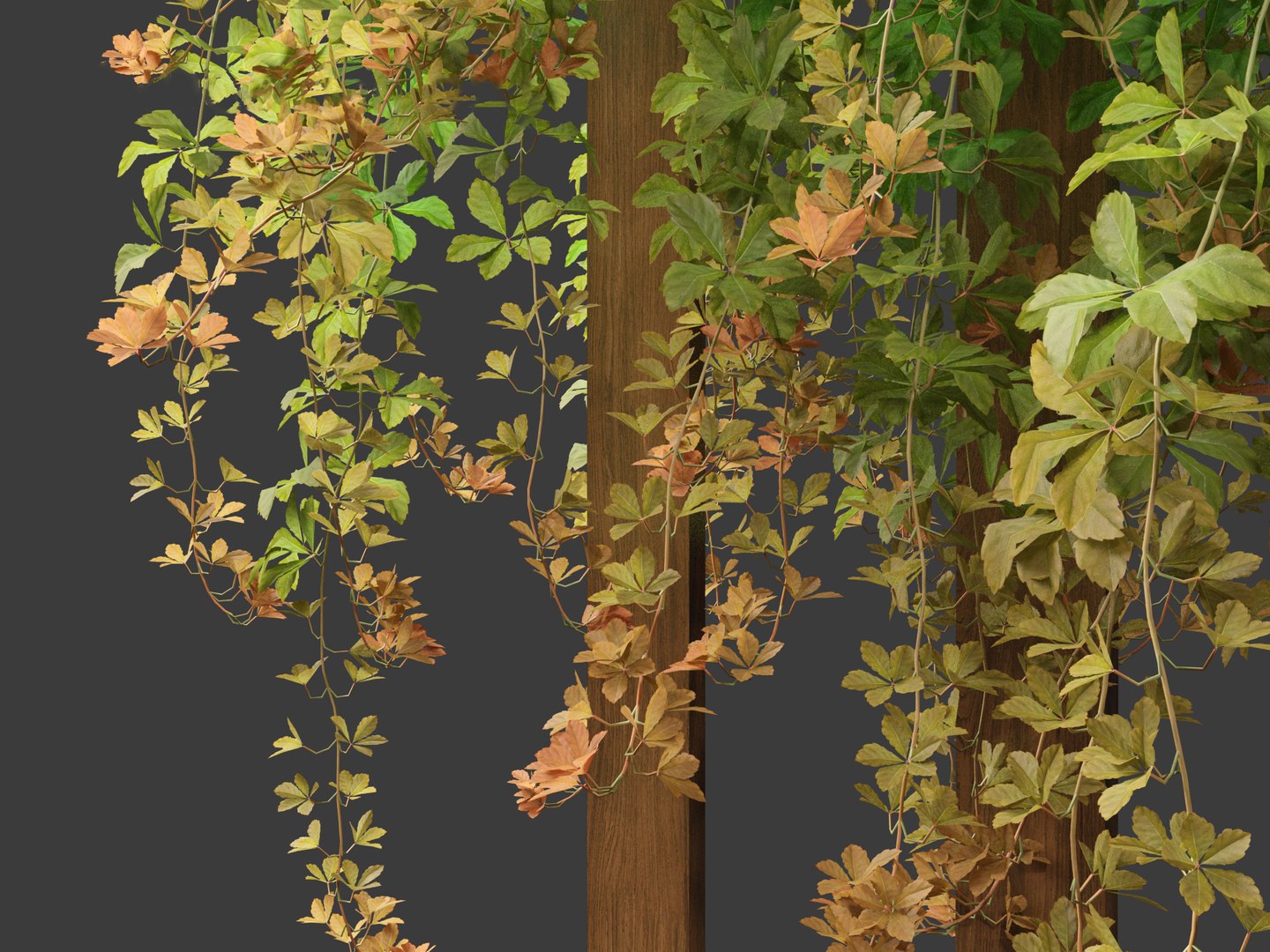Parthenocissus Sikkimensis - Sikkim 01 3D https://p.turbosquid.com/ts-thumb/Zd/XJ8Msn/Rj/parthenocissussikkimensis0110/jpg/1690350737/1920x1080/fit_q87/f32b65a5acc06e1d4167b50a23ff3692d0a16d48/parthenocissussikkimensis0110.jpg