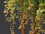 Parthenocissus Sikkimensis - Sikkim 01