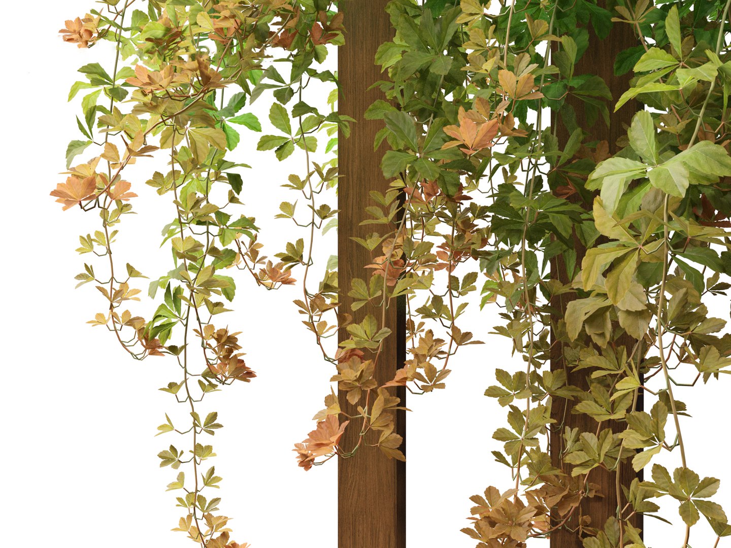Parthenocissus Sikkimensis - Sikkim 01 3D https://p.turbosquid.com/ts-thumb/Zd/XJ8Msn/yV/parthenocissussikkimensis019/jpg/1690350724/1920x1080/fit_q87/a02b7b8c63823735299f1cf4c94809be8f9c26ce/parthenocissussikkimensis019.jpg