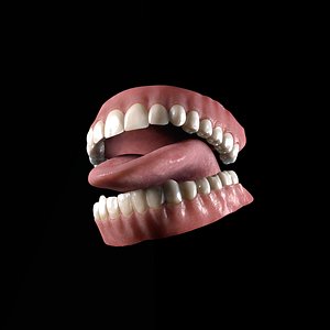 realistic human teeth 3d model