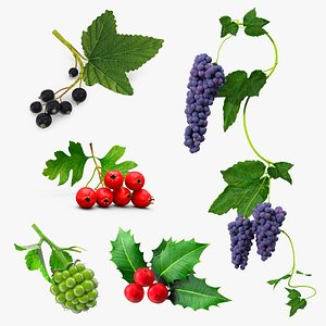 3D Berry Branches Collection 4