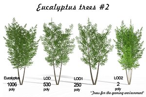 Eucalyptus tree #2