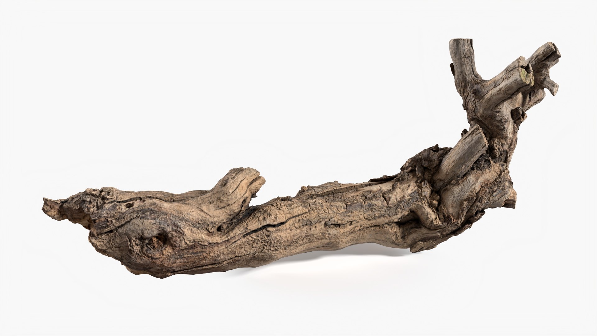 Grapevine Bark 3D Scanned 04 StemCell 3D Model - TurboSquid 2282652