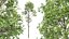 AV Fagus Grandifolia and Fagus Sylvatica