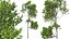 AV Fagus Grandifolia and Fagus Sylvatica