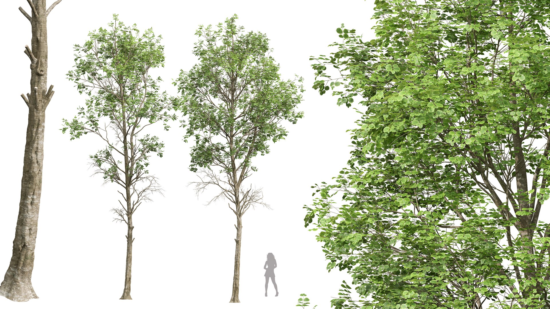 AV Fagus Grandifolia and Fagus Sylvatica 3D https://p.turbosquid.com/ts-thumb/Zd/vANfIk/l5/04/png/1762407932/1920x1080/fit_q87/0b3cee5df1d185d2a81ba006d397d0998d17cb99/04.jpg