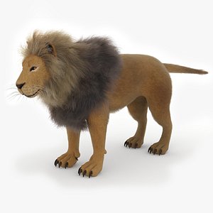 Lion Male Rigged and Animated 3D