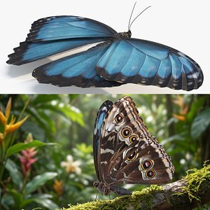 Morpho Peleides Tropical Butterfly Blue Fur Rigged model