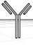 Antibody
