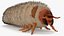 Maggot May Bug Fur