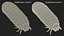 Maggot May Bug Fur