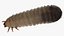 Maggot May Bug Fur