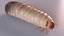 Maggot May Bug Fur