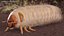 Maggot May Bug Fur