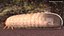 Maggot May Bug Fur