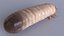 Maggot May Bug Fur