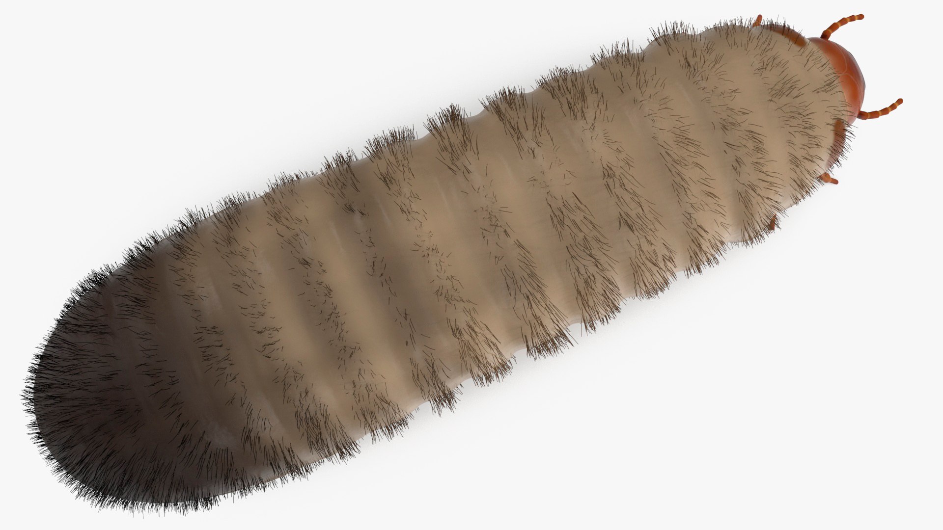 Maggot May Bug Fur 3D https://p.turbosquid.com/ts-thumb/Ze/a9hNLz/pd/maggotmaybugfurc4dmodel014/jpg/1702405979/1920x1080/fit_q87/aa23e1d60e79257a6caa07ff1cc7d8a9d945a952/maggotmaybugfurc4dmodel014.jpg