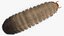 Maggot May Bug Fur
