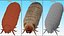 Maggot May Bug Fur