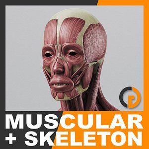 3d anatomically human muscular skeleton