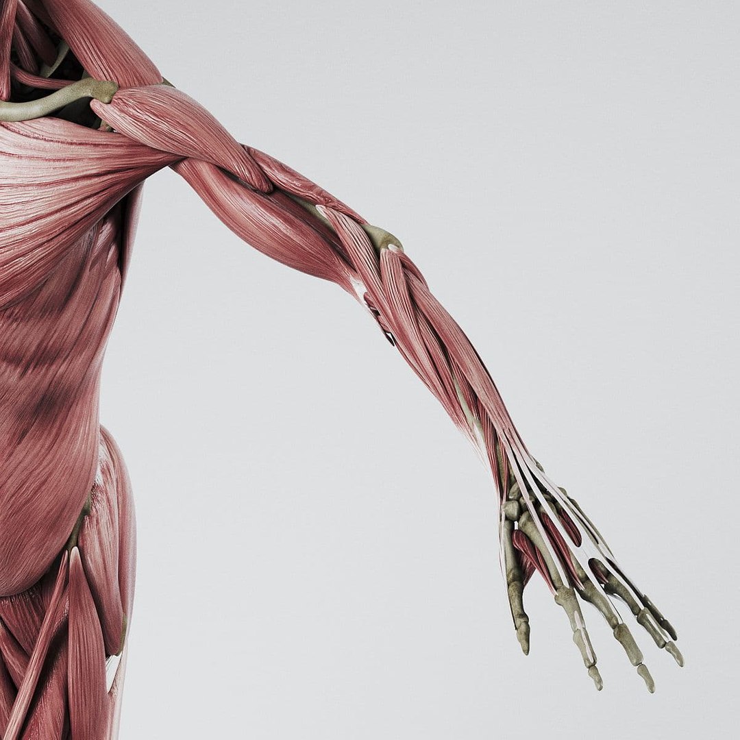 3d Anatomically Human Muscular Skeleton