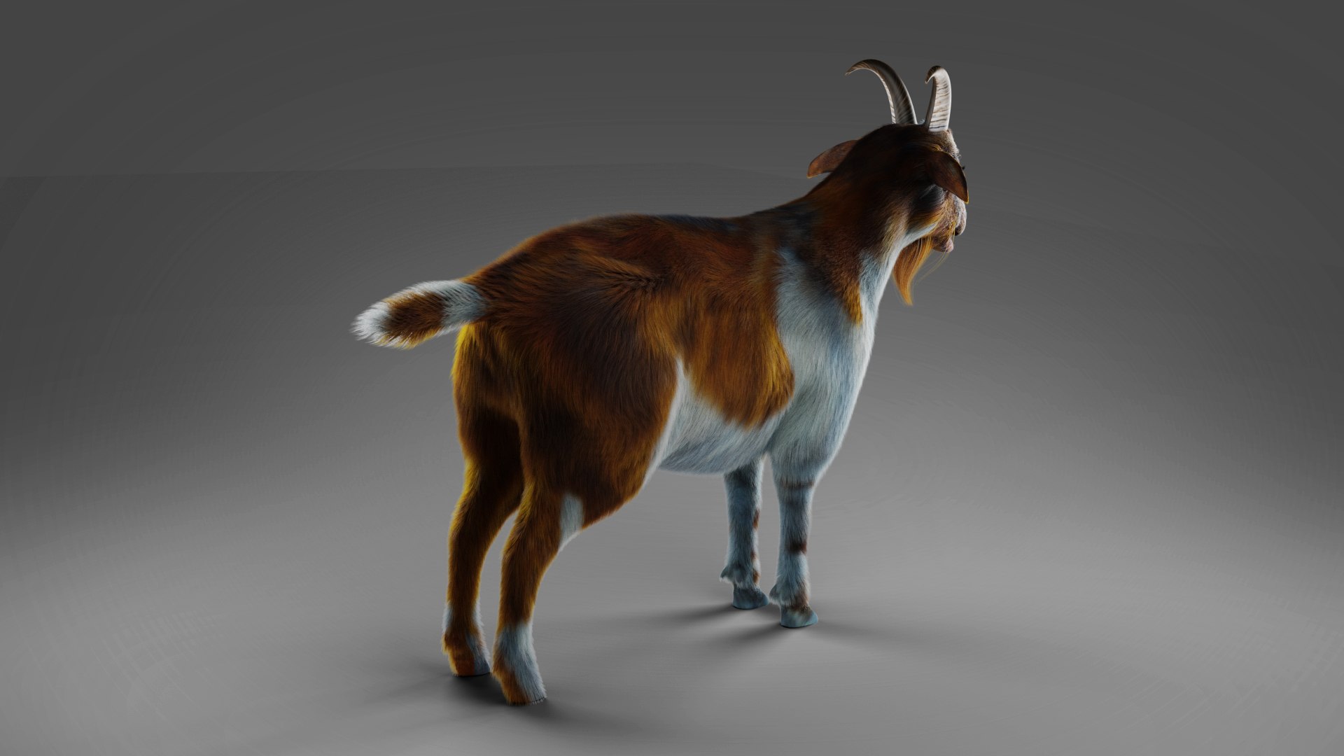 3D Fur Goat 01 NO Rigged in Blender model https://p.turbosquid.com/ts-thumb/Ze/rcsu8E/26/14/jpg/1660546430/1920x1080/fit_q87/f7b61d79ffe2f563d13e8d97fda2ad23bb5674c0/14.jpg
