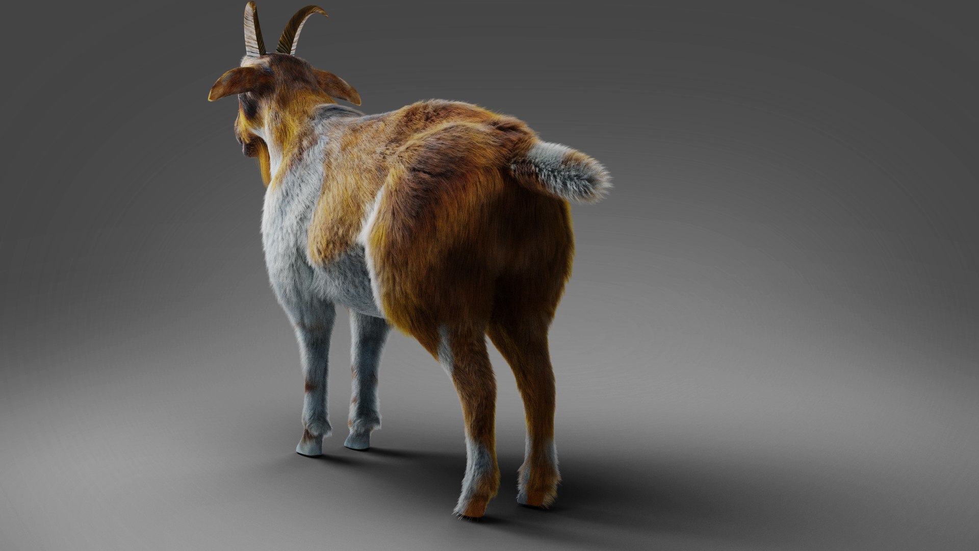 3D Fur Goat 01 NO Rigged in Blender model https://p.turbosquid.com/ts-thumb/Ze/rcsu8E/P6/12/jpg/1660546428/1920x1080/fit_q87/aa9758ff0f82d5b63d3bdc7978e4aee6412c3ecf/12.jpg