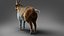Fur Goat 01 NO Rigged in Blender