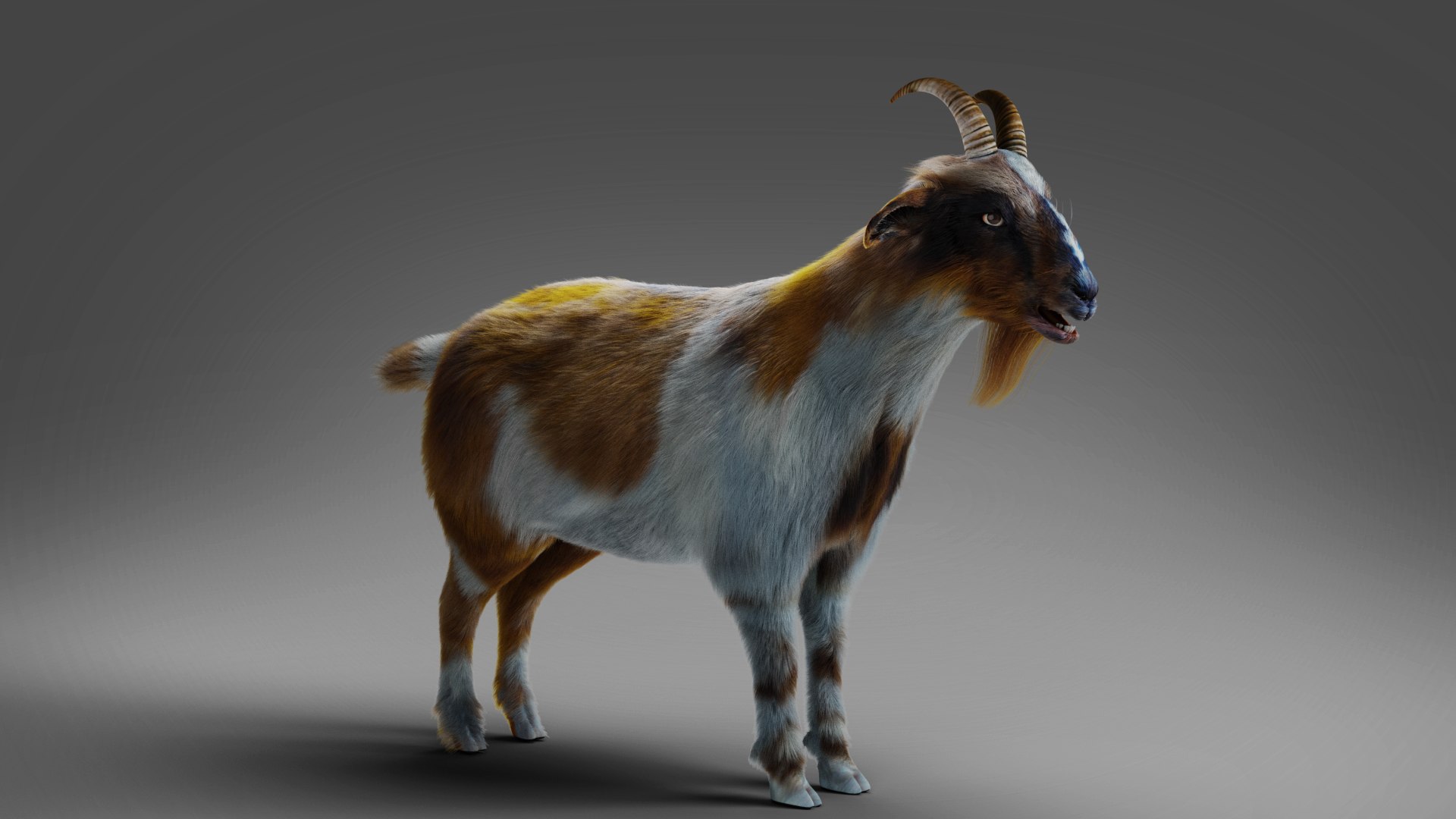 3D Fur Goat 01 NO Rigged in Blender model https://p.turbosquid.com/ts-thumb/Ze/rcsu8E/VZ/10/jpg/1660546435/1920x1080/fit_q87/c11982b8fb9c5bcd489d5615be32f649d044674f/10.jpg