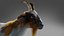 Fur Goat 01 NO Rigged in Blender