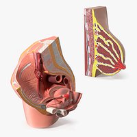 Gynecology Education Cross Section Models Collection