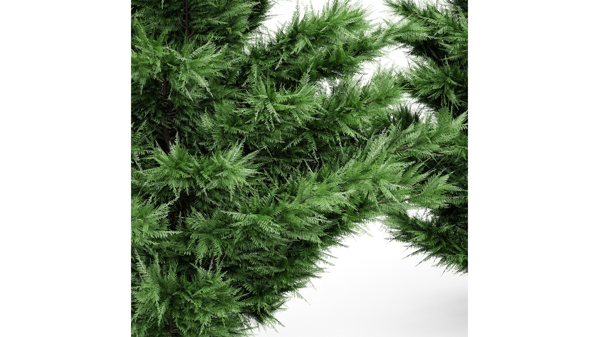3D model Leyland Cypress Tree Cupressocyparis leylandii https://p.turbosquid.com/ts-thumb/Ze/vfI3hS/0R/z04/png/1719401698/1920x1080/fit_q87/6d3b68eca9e23f0f83605d443a0fc8513a13bdfd/z04.jpg