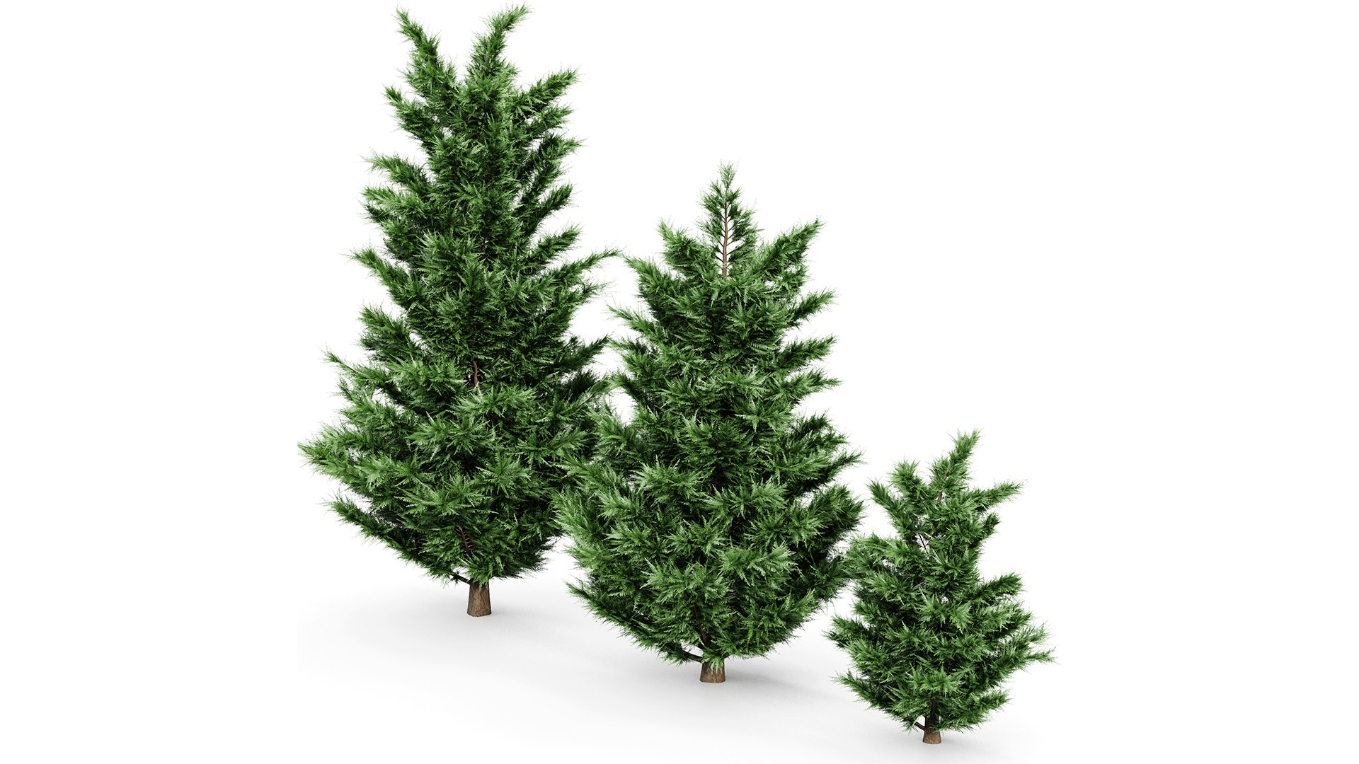 3D model Leyland Cypress Tree Cupressocyparis leylandii https://p.turbosquid.com/ts-thumb/Ze/vfI3hS/Qu/z03/png/1719401695/1920x1080/fit_q87/afe7059cbf946b79606345b3a3e8ad16c82fe63a/z03.jpg