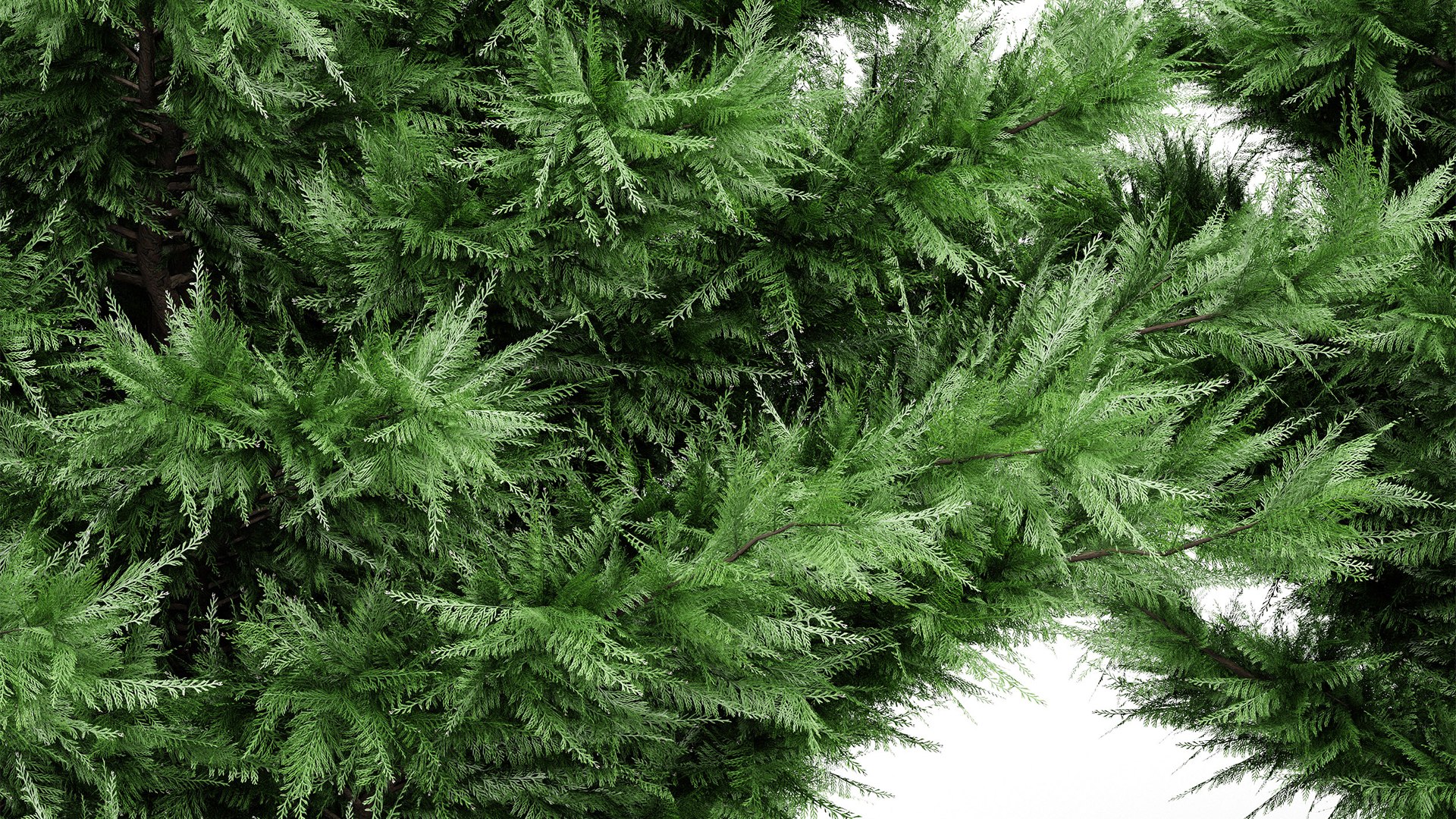 3D model Leyland Cypress Tree Cupressocyparis leylandii https://p.turbosquid.com/ts-thumb/Ze/vfI3hS/Y1/z02/png/1719401698/1920x1080/fit_q87/f65a22be2e5e02188aa64804398e46ecf6dd409f/z02.jpg
